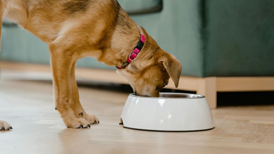 Perros, comida. Fuente: Pexels