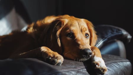 ¿Por qué tu perro te despierta a la noche?: cómo interpretar sus señales, según expertos en veterinaria