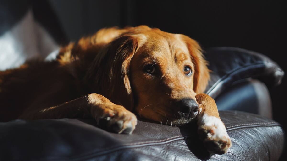 ¿Por qué tu perro te despierta a la noche?: cómo interpretar sus señales, según expertos en veterinaria