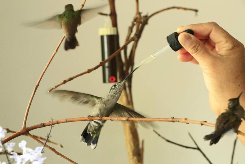 Hospital de colibríes en Ciudad de México. Foto: EFE