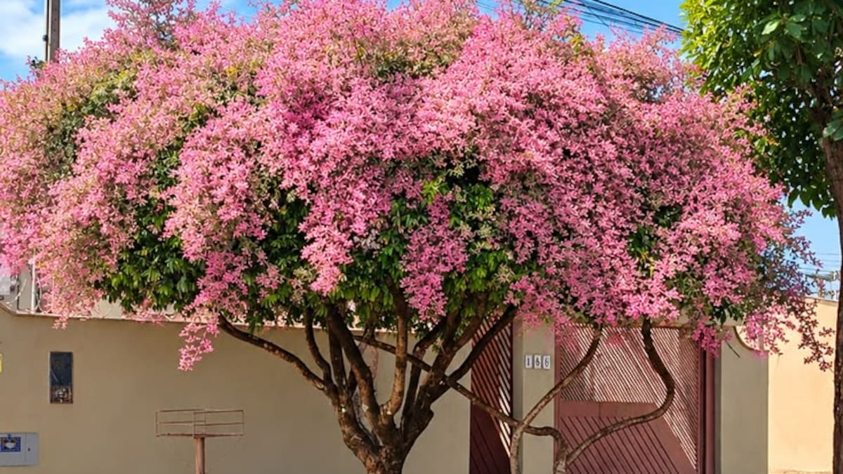 El lapacho rosado se destaca por sus flores intensas que llenan de color calles, parques y jardines.