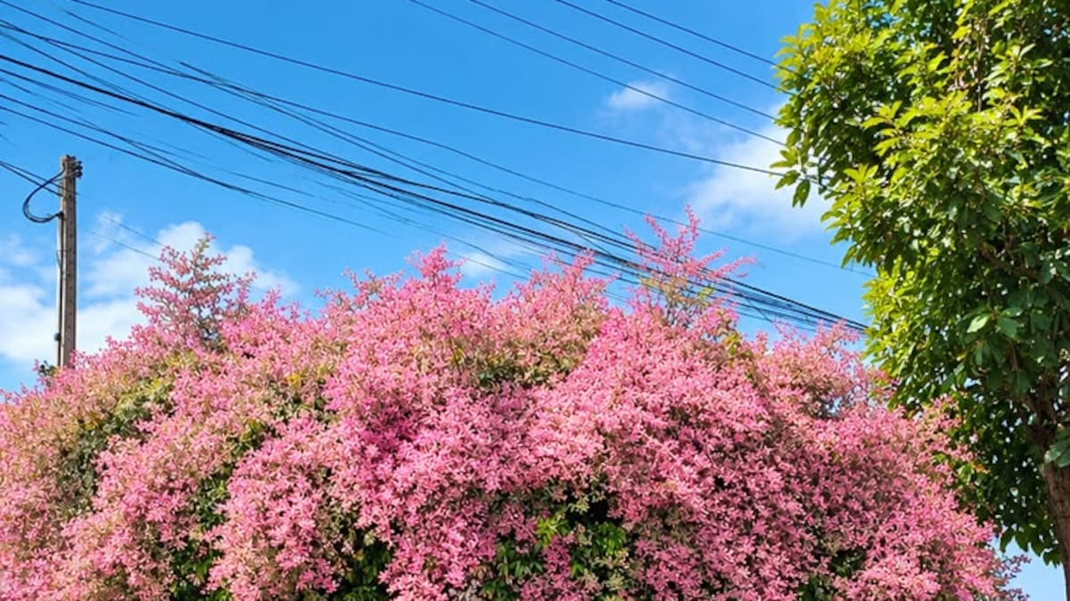 El árbol de flores rosas que transforma las calles en octubre: cómo se llama y dónde puede crecer