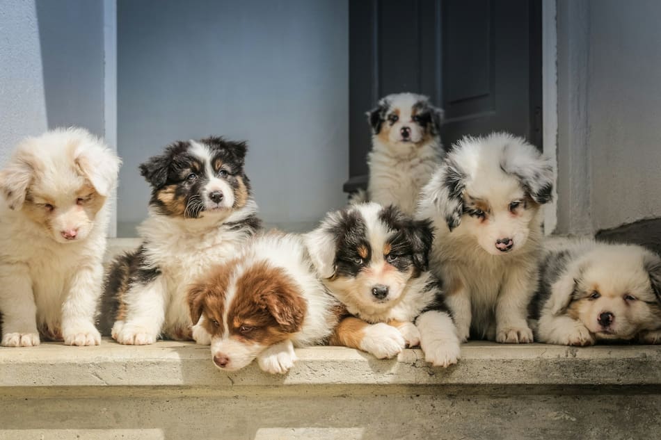 Mascotas. Foto: Unsplash.