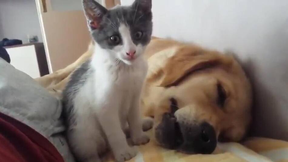 Video viral: tierna pelea entre perro y gato