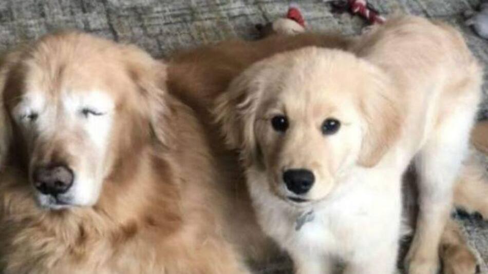 Viral - Perro ciego