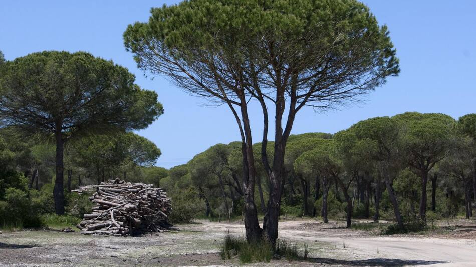 Bosque mediterráneo. Foto: EFE.
