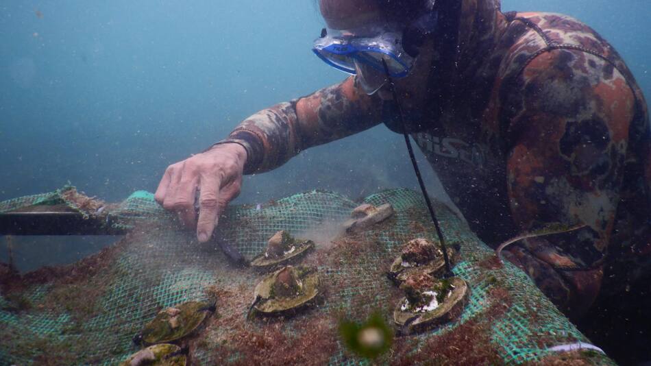 Trasplantes de arrecifes de coral en las Islas Galápagos. Foto: EFE