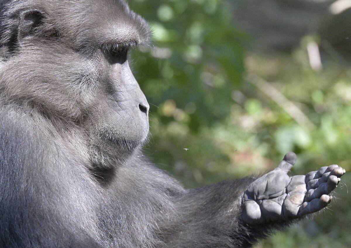 Primates, monos. Foto: NA.