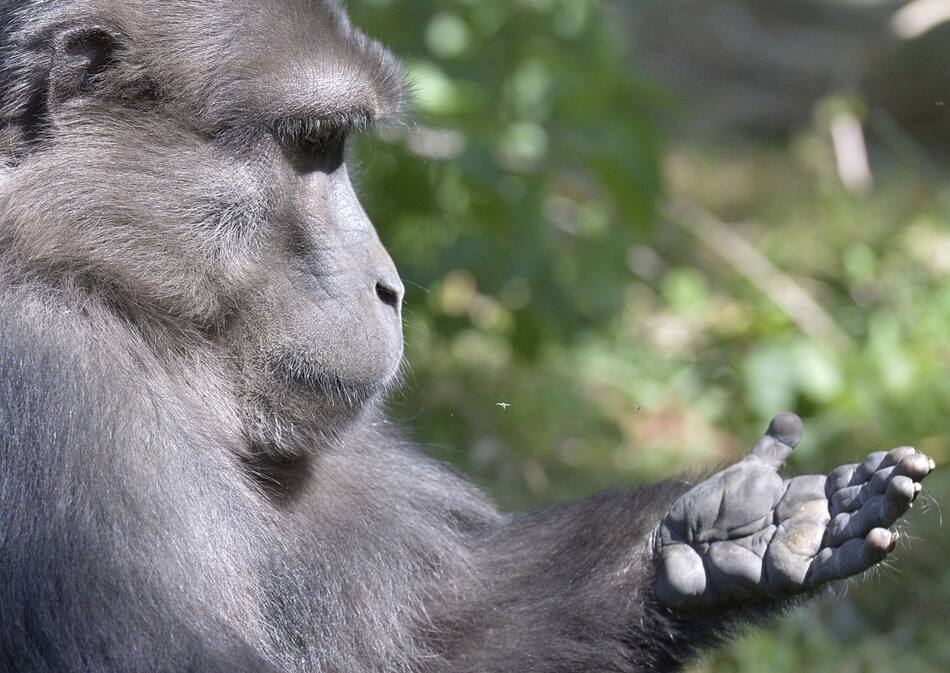 Primates, monos. Foto: NA.