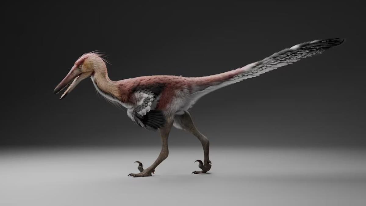 Los restos fósiles de Kank australis fueron hallados en las cercanías de El Calafate y permitieron identificar una nueva especie de dinosaurio raptor.