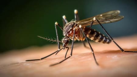 Dengue en Argentina. Foto: NA