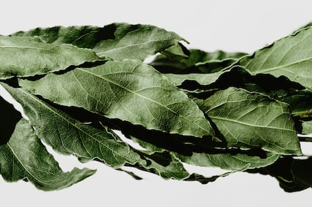 Laurel. Foto Unsplash.