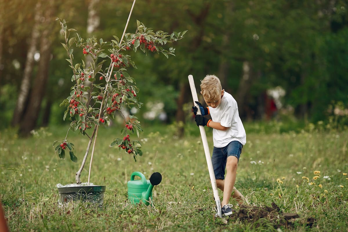 Niño en un jardín plantando un árbol junto a una regadera verde.
