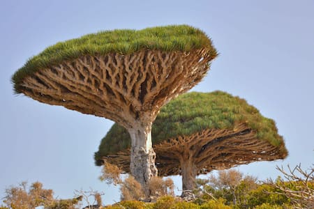 Árbol de sangre de dragón. Foto: Wikipedia