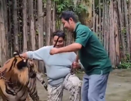Tigre ataca a un hombre que intentaba sacarse una selfie en Tailandia. Foto: Captura de video.