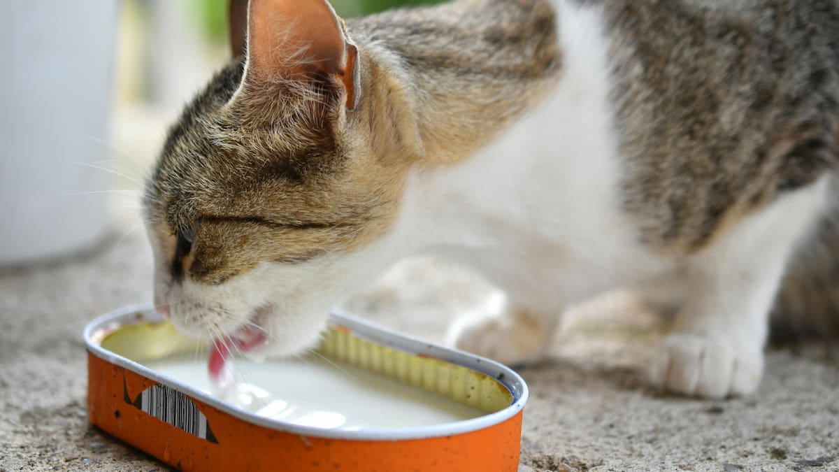 Gato. Fuente: Pexels