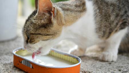 Gato. Fuente: Pexels