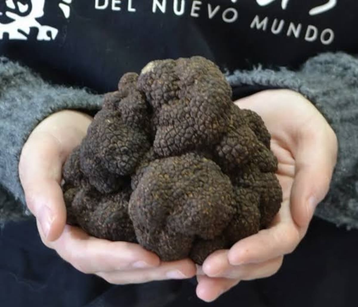 Considerada el "diamante negro" de la gastronomía, la trufa negra se cultiva en establecimientos de Chillar.