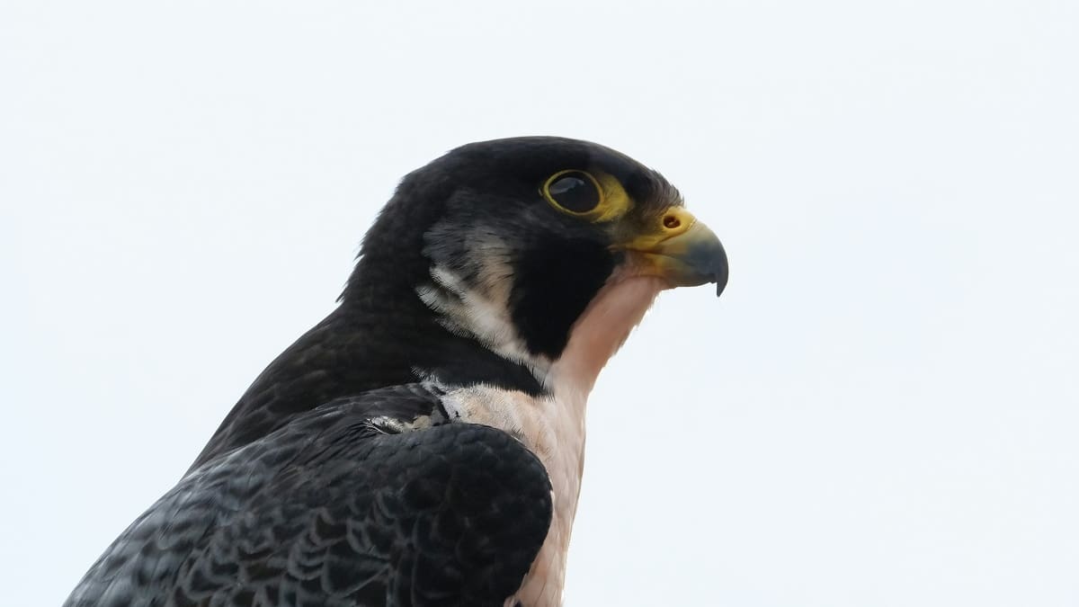 Halcón peregrino, el ave más rápida del planeta Tierra.