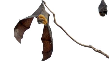 Murciélago. Foto: Unsplash.