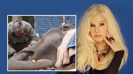 Susana Giménez - Muerte de elefante Pelusa