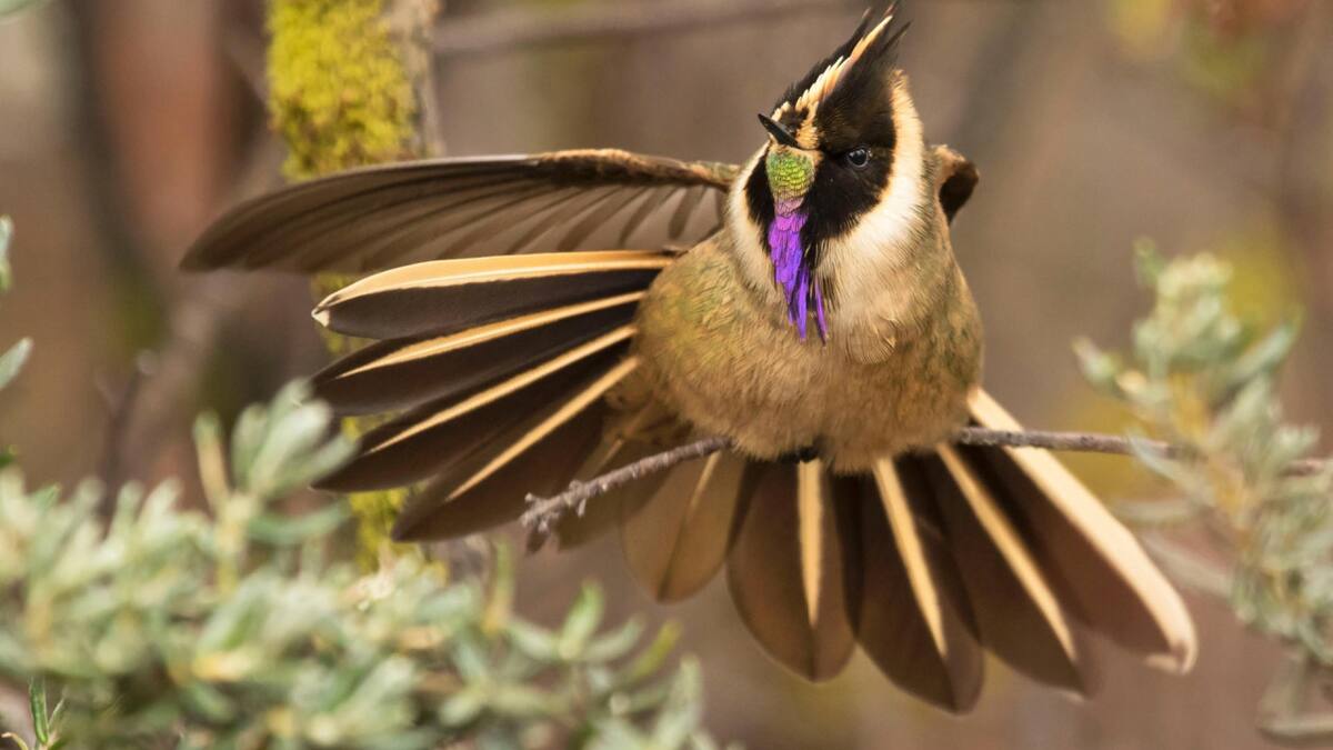 Aves Eje Cafetero , Colombia. Foto: EFE