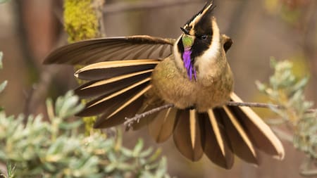 Aves Eje Cafetero , Colombia. Foto: EFE