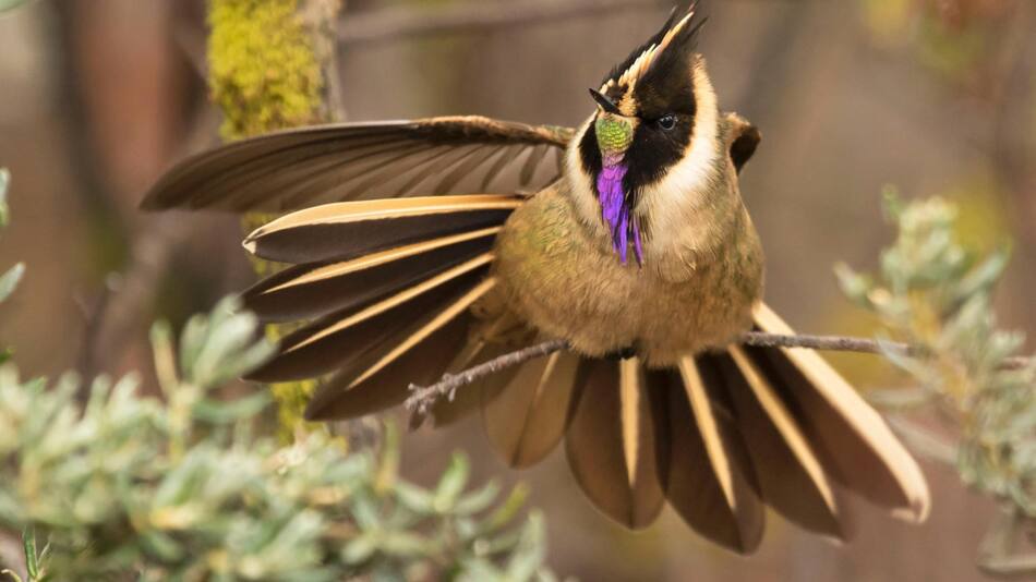 Aves Eje Cafetero , Colombia. Foto: EFE