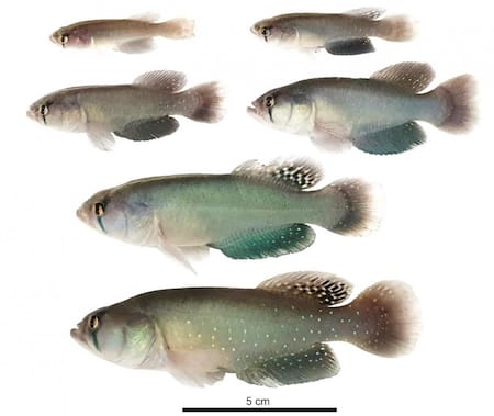 Nuevas especies del pez killi gigante. Foto: argentina.gob.ar