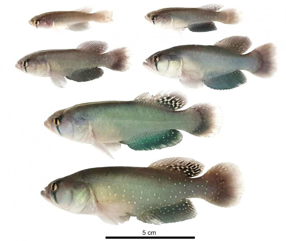 Nuevas especies del pez killi gigante. Foto: argentina.gob.ar
