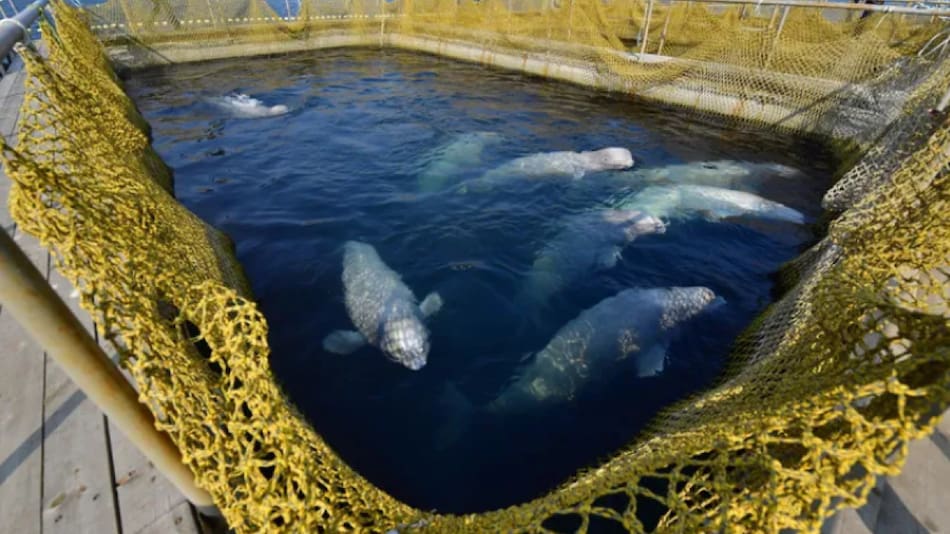 En 2019, un dron grabó imágenes en las que se veían 98 orcas y belugas hacinadas en recintos marinos pequeños. Foto: National Geographic.