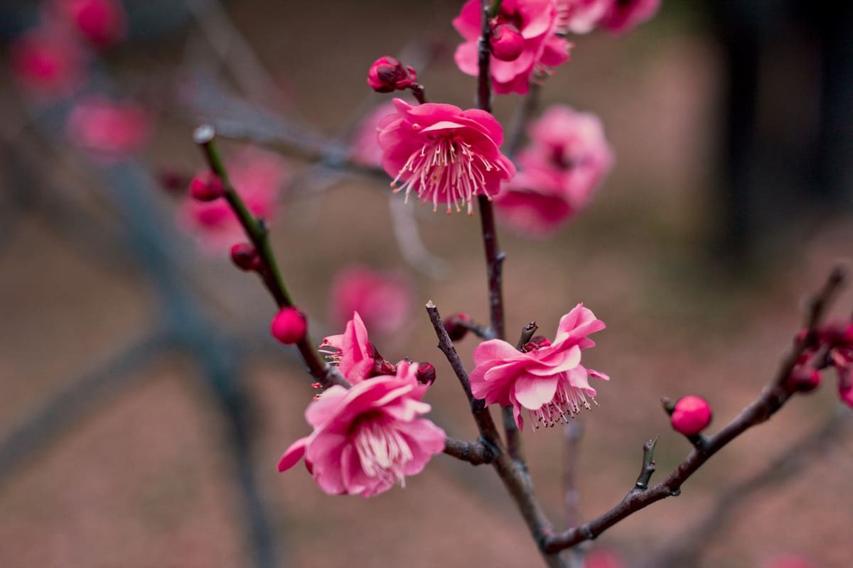 Flor de ciruelo. Foto Unsplash