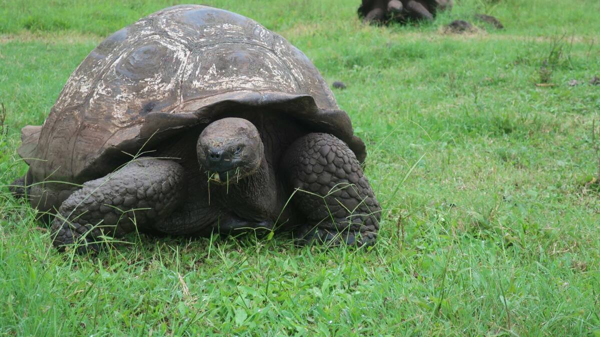 Tortugas gigantes de Galápagos. EFE