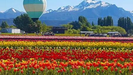 Se podrá volar en globo sobre el campo de tulipanes más grande de la Patagonia. Foto X @c7neuquen