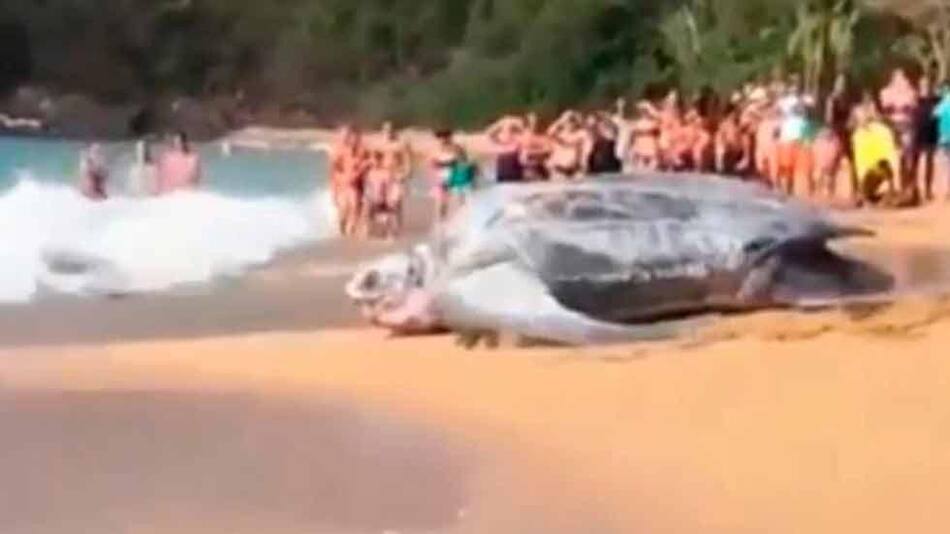 TORTUGA GIGANTE