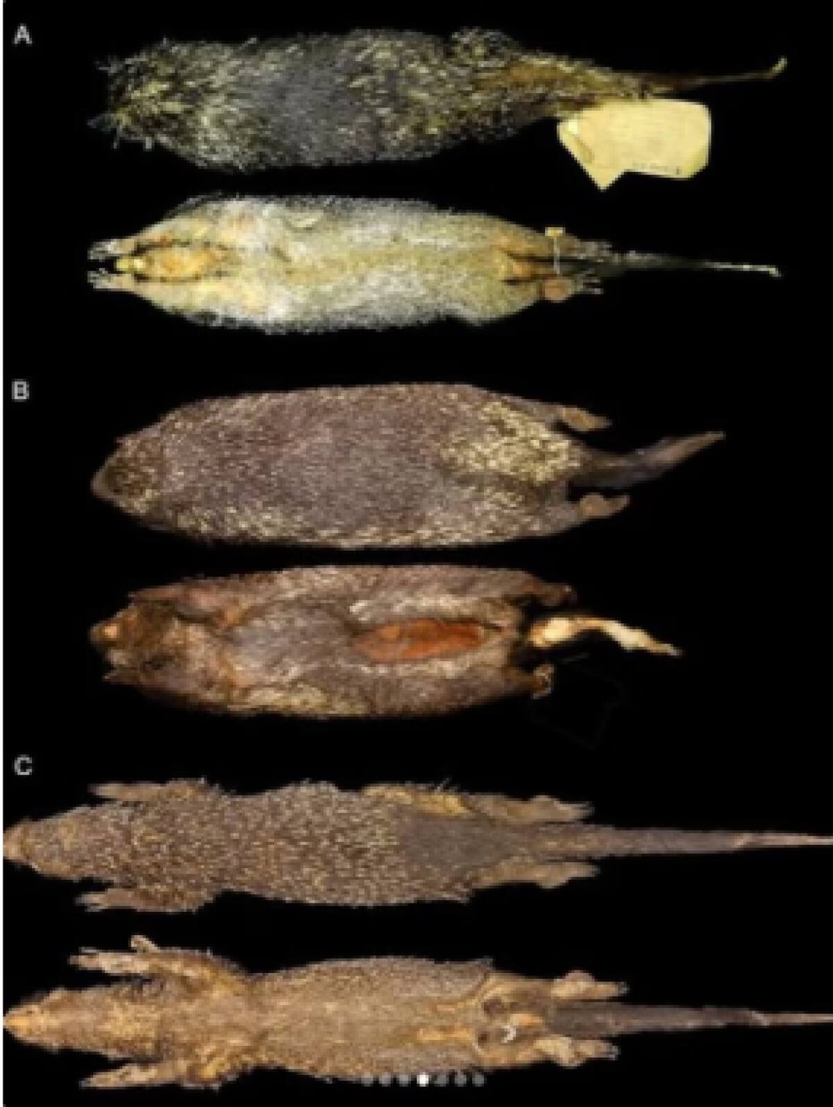 Descubren una nueva especie de puercoespín. Foto fulbrightcolombia