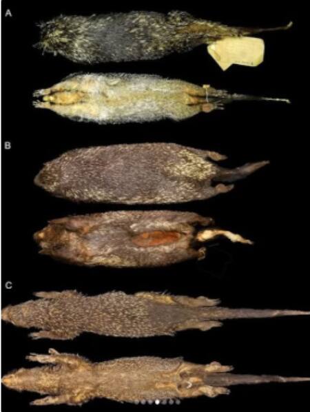Descubren una nueva especie de puercoespín. Foto fulbrightcolombia