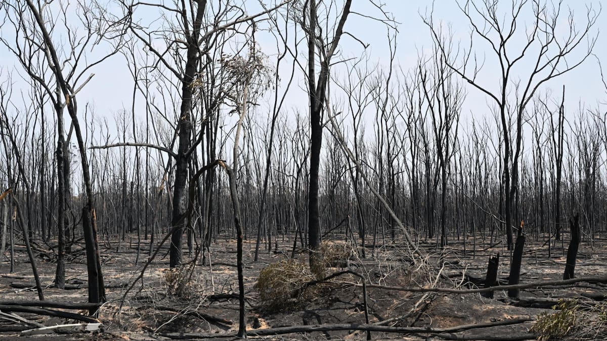 Incendios forestales en Australia. Foto: EFE.