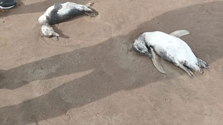 Pingüinos en Mar del Plata. Foto: X
