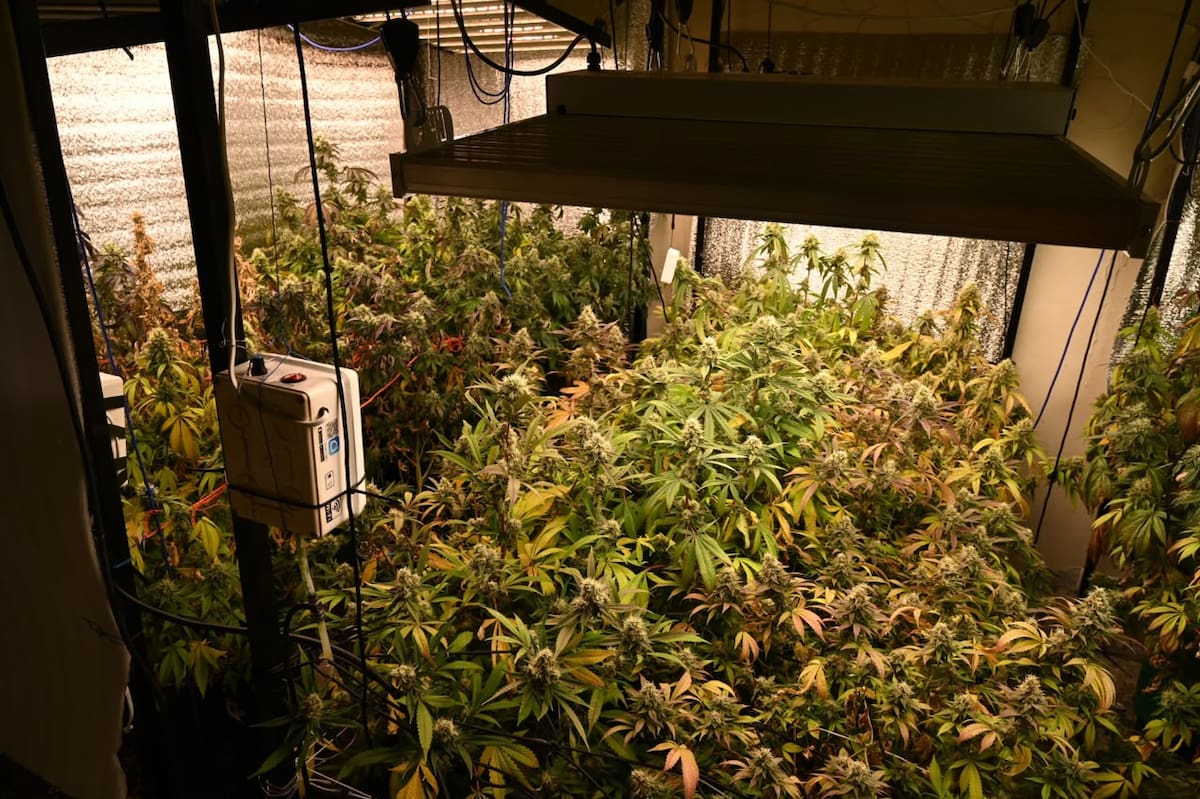 Secuestraron un arsenal y 50 plantas de cannabis durante un allanamiento.