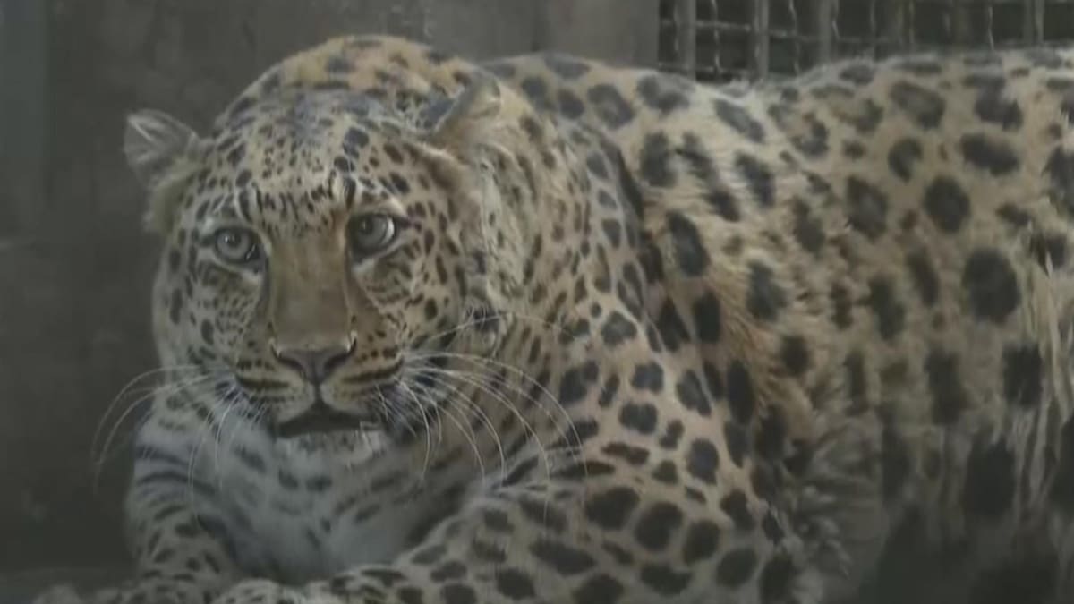 Leopardo con sobrepeso. Foto: EFE.