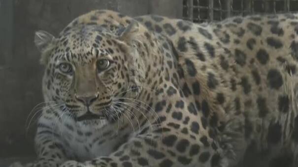 Cuidarse con las comidas no es solo para los humanos: un leopardo famoso por su sobrepeso será puesto a dieta