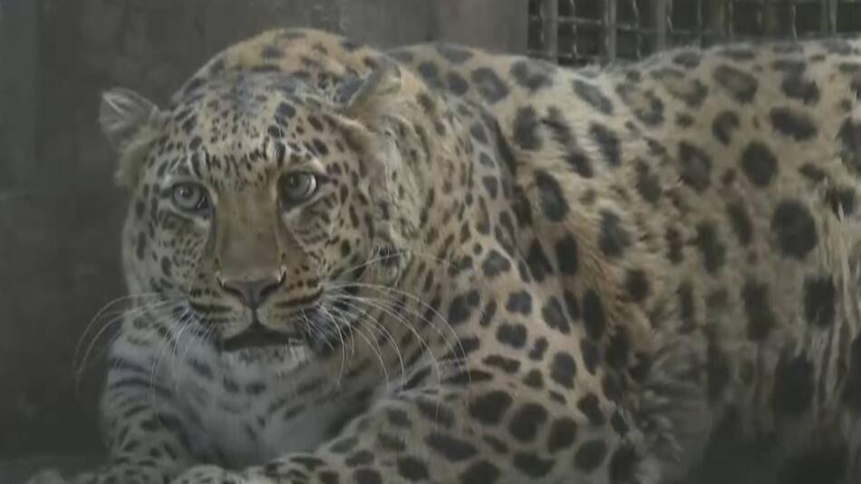 Leopardo con sobrepeso. Foto: EFE.