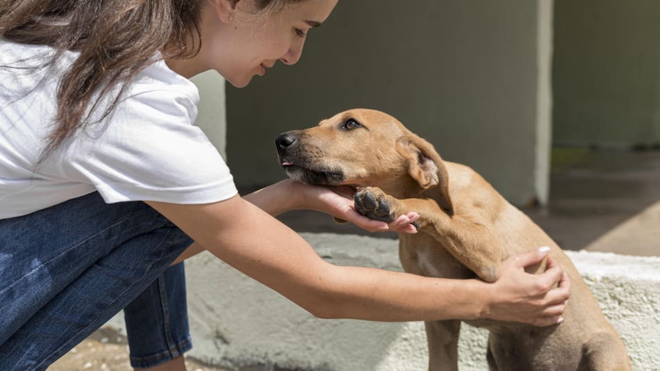Las tres razas de perros más vulnerables a las altas temperaturas. Foto: Unsplash.