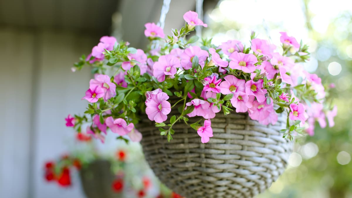 Petunia, flor.