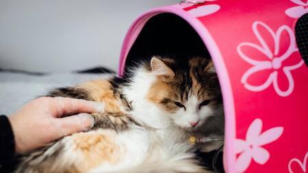 Gato en el veterinario. Foto: Unsplash.