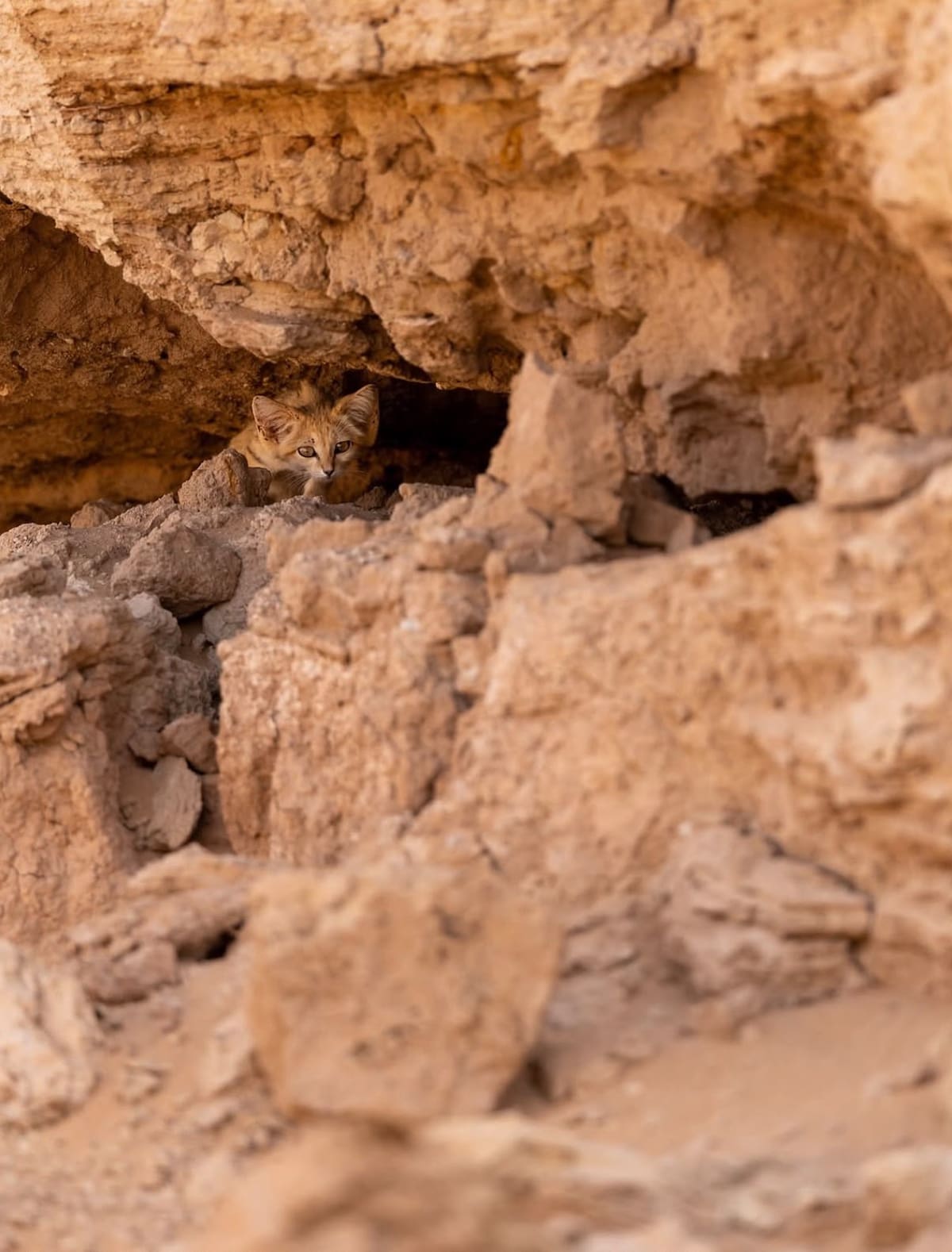 Gato de las arenas; Marruecos.