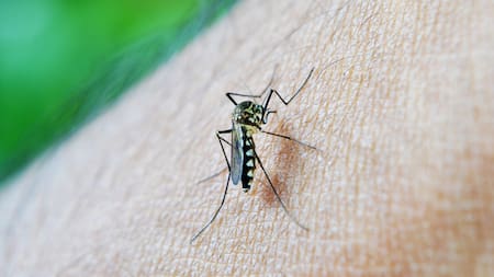 Dengue. Foto: Pixabay
