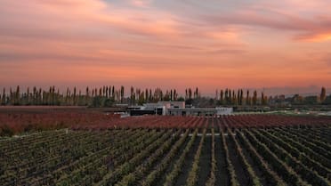Líderes de la industria vitivinícola: siete bodegas argentinas fueron elegidas entre las 50 mejores del mundo