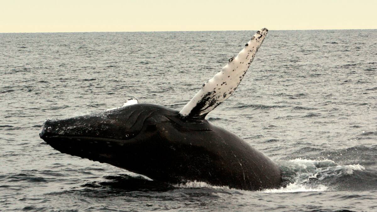 Ballena franca austral. Foto: Unsplash.